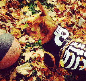 Fall Foliage | Dog Halloween Costume